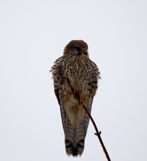 a riadne sa drzal svojho bydla :D