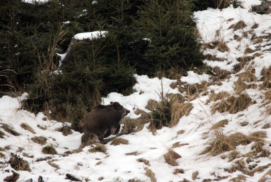diviacik ktorý mi dnes usiel :D