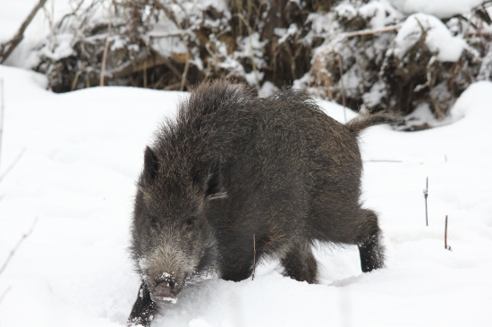 pri pníčku chvílku stál so sniežikom sa tam hral :D