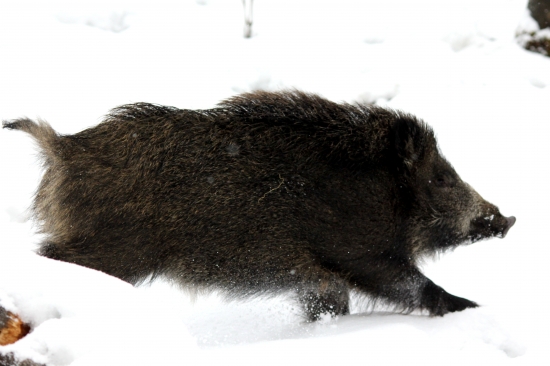 bolo to o chlp... :D