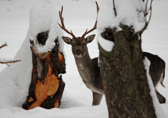 uz viem kto v sade lúpe koru :D:D