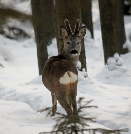 krásavec v sere odený :))