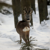 krásavec v sere odený :))