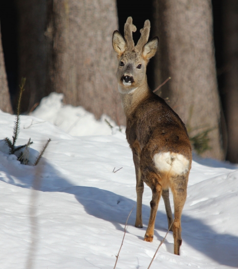 Fakt dobrý srnec :))