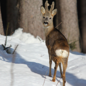 Fakt dobrý srnec :))