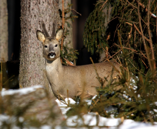 silno maskovaný srnec :))