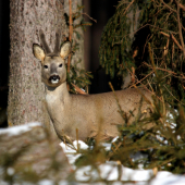 silno maskovaný srnec :))