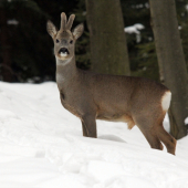 kamaráť sviecka :)