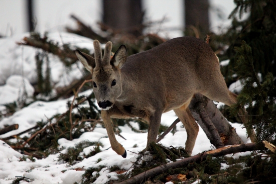 nemal o mne ani sajnu :D
