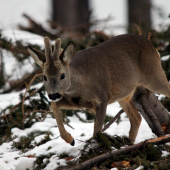 nemal o mne ani sajnu :D