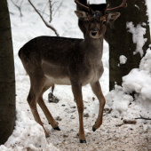 mmm co by som dnes zjedol :)