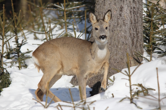 usilovne si vyhrabávala potravu