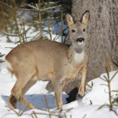 usilovne si vyhrabávala potravu