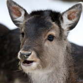 profilovka  ale s cukríkom v ústach :D