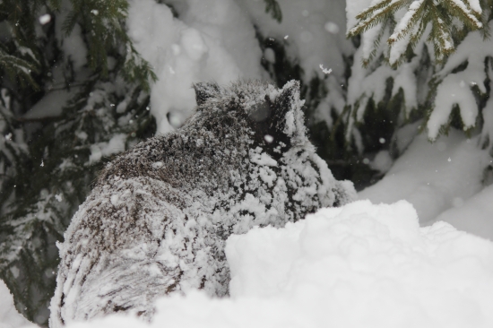 sneh a zvieratá ....