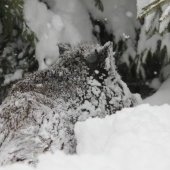 sneh a zvieratá ....