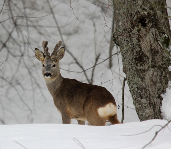 sen polovníka srnec 10 torák !!!!! :D