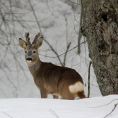 sen polovníka srnec 10 torák !!!!! :D