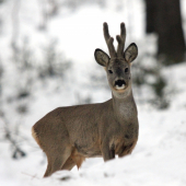 Paliho podvečerný feši :)))