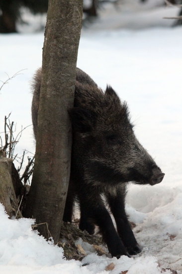 zo života svíň :)
