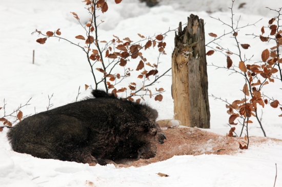 diviačia hostina sa zvrhla:D