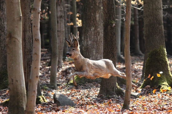 kamikadze srnec....:D