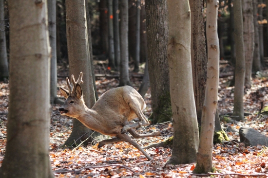 Som ja Kysuckého lesa Pán :D