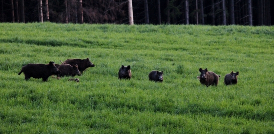 Keď sa splní sen !!!