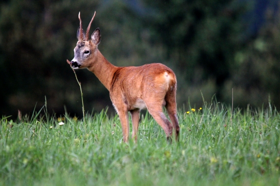 Ďalší výradový :)