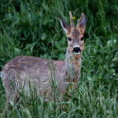 srnček v tráve odený