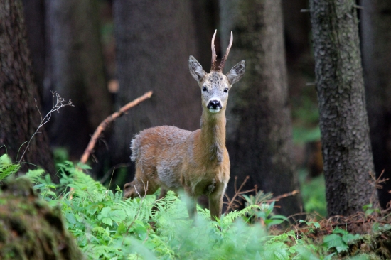 Pre všetkých milovníkov prírody :)