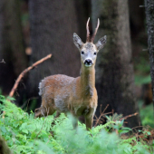Pre všetkých milovníkov prírody :)