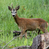Srnec 10- torák z  id 155403 ešte v lyku :)