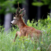keď tráva odhalí raritu :)