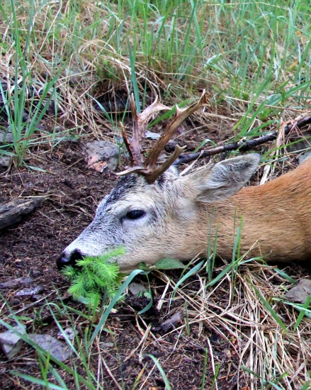 posledná foto raritného srnčeka