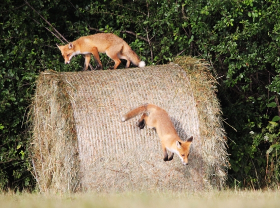 silnejší vyhráva :)))