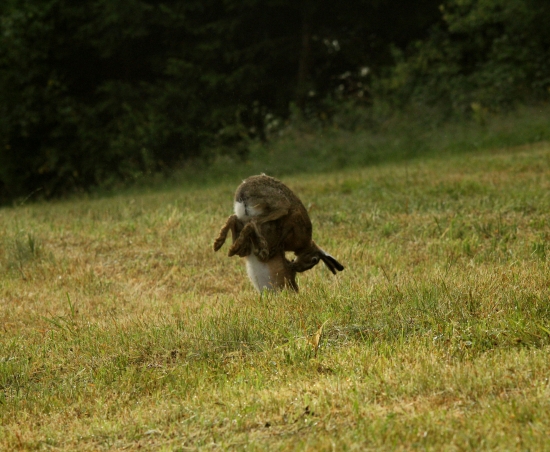 Aj zajace poznajú Kamasutru :D