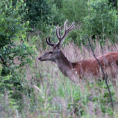 má to svoje čaro :)