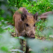 len malá škulinka mi stačila :)