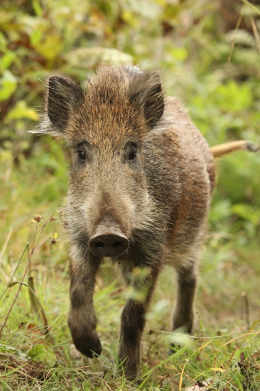 komu sa ráno nelení tomu sa zelení :D