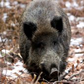 eeejj o prasačí chlupek to bolo :)