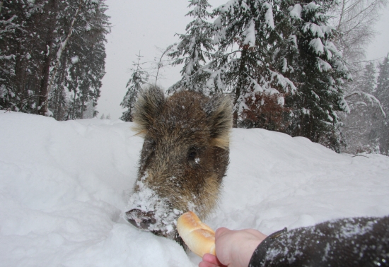 Adrenalín sa stupňuje!!!