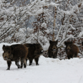 Lumpíci či Lúpežníci ? :)