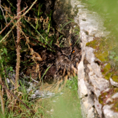 krásne oči výra v ranných lúčoch