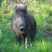 Pózovačka za rána:)