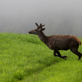Za rána radosť veľká :)))