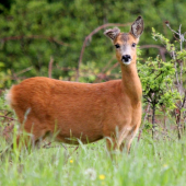bez uška bude mamina :)))