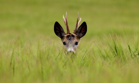 čo žitko skrýva:)