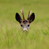 čo žitko skrýva:)