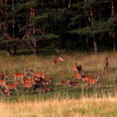 Jeleň s veľkým J mal 37 jeleníc neuveriteľné